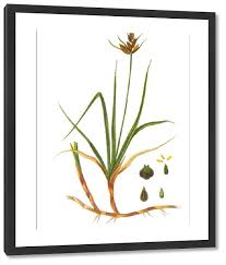 Attēlu rezultāti vaicājumam “Carex arenaria”