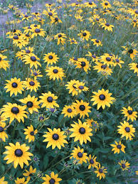 Image result for Rudbeckia Paradisio