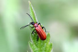 Attēlu rezultāti vaicājumam “Pyrochroidae imago”