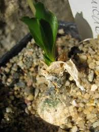 Attēlu rezultāti vaicājumam “Diderma umbilicatum stalked”