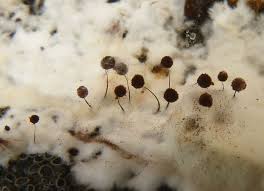 Attēlu rezultāti vaicājumam “Comatricha nigra”