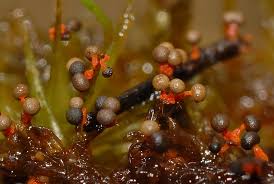 Attēlu rezultāti vaicājumam “Physarum psittacinum”