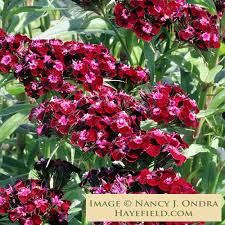 Image result for Dianthus barbatus