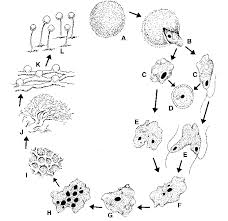 Attēlu rezultāti vaicājumam “Comatricha fragilis spores”