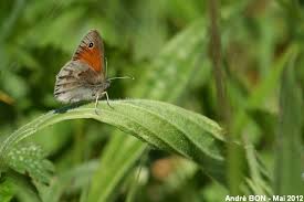 Attēlu rezultāti vaicājumam “Coenonympha pamphilus upperside”