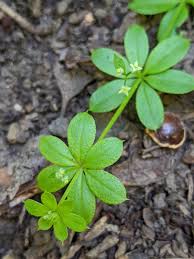 Attēlu rezultāti vaicājumam “Galium triflorum leaf”