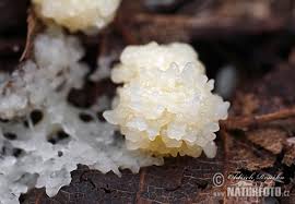 Attēlu rezultāti vaicājumam “Stemonitis herbatica”