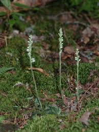 Attēlu rezultāti vaicājumam “Goodyera repens bud”