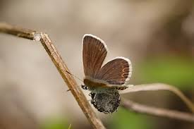 Attēlu rezultāti vaicājumam “Plebejus argus female”