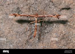 Attēlu rezultāti vaicājumam “Platyptilia gonodactyla”