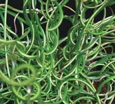 Attēlu rezultāti vaicājumam “Juncus filiformis”