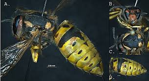 Attēlu rezultāti vaicājumam “Vespula germanica”