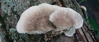 Attēlu rezultāti vaicājumam “Cerrena unicolor”