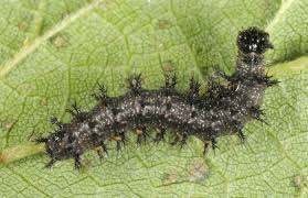 Attēlu rezultāti vaicājumam “Araschnia levana”