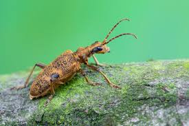 Attēlu rezultāti vaicājumam “Rhagium mordax”