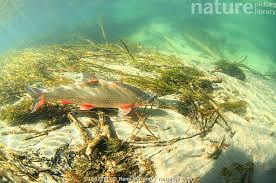 Image result for Chondrostoma nasus