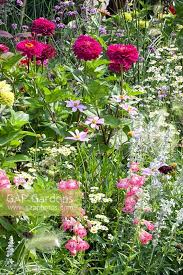 Image result for Tanacetum parthenium 'Tetraweiss'