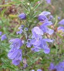 Attēlu rezultāti vaicājumam “Dracocephalum ruyschiana flower”
