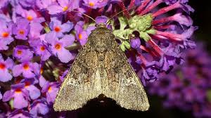 Attēlu rezultāti vaicājumam “Mamestra brassicae exuvia”