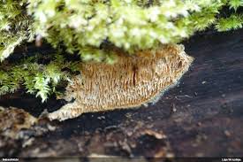 Attēlu rezultāti vaicājumam “Antrodia mellita”