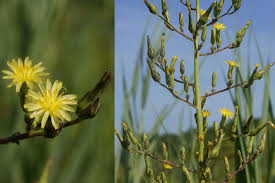 Attēlu rezultāti vaicājumam “Lactuca sativa flower”
