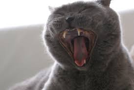 Image result for geeuw