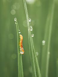 Attēlu rezultāti vaicājumam “Gynaephora selenitica larva”