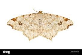 Attēlu rezultāti vaicājumam “Macaria notata”