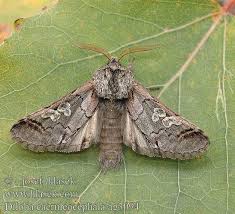 Attēlu rezultāti vaicājumam “Diloba caeruleocephala”