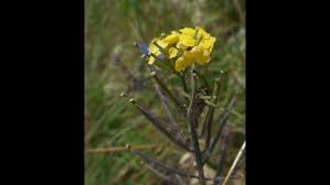 Attēlu rezultāti vaicājumam “Triphragmium ulmariae”