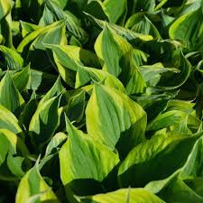 Attēlu rezultāti vaicājumam “Hosta sp.”