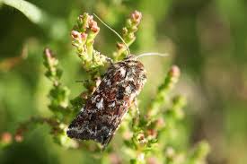 Attēlu rezultāti vaicājumam “Anarta myrtilli larva”
