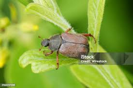 Attēlu rezultāti vaicājumam “Hoplia parvula”