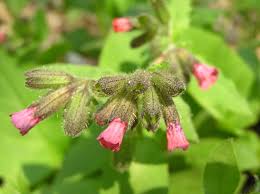 Attēlu rezultāti vaicājumam “Pulmonaria obscura flower”