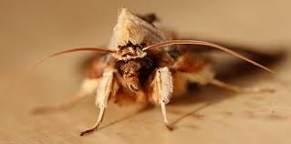 Attēlu rezultāti vaicājumam “Shargacucullia scrophulariae”