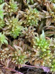 Attēlu rezultāti vaicājumam “Sphagnum papillosum”