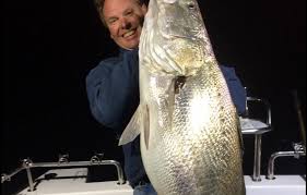 Image result for Argyrosomus japonicus