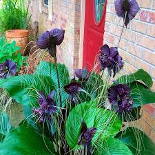 Image result for Tacca chantrieri