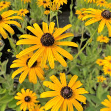 Image result for Rudbeckia Paradisio
