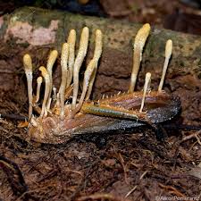Attēlu rezultāti vaicājumam “Cordyceps polyarthra”