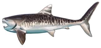 Attēlu rezultāti vaicājumam “Placodermi”