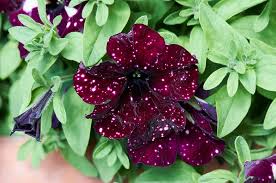 Image result for Petunia