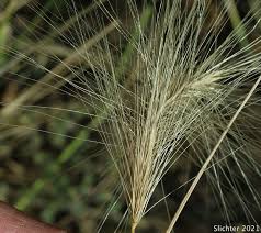 Attēlu rezultāti vaicājumam “Hordeum jubatum”