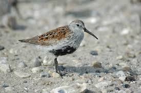 Attēlu rezultāti vaicājumam “Calidris alpina”