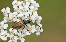 Attēlu rezultāti vaicājumam “Pseudovadonia livida”