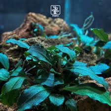 Risultati immagini per bucephalandra pinoh red stem
