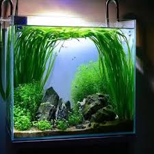 「水蘭」的圖片搜尋結果