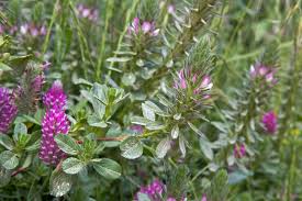 Attēlu rezultāti vaicājumam “Ononis arvensis flower”