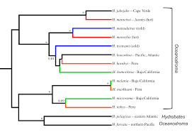 Image result for Oceanodroma monorhis