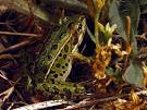 Northern Leopard Frogs, Northern Leopard Frog Pictures, Northern ...